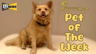 Meet Matilda The Dubois County Humane Society Pet of The Week [upl. by Nylauqcaj]