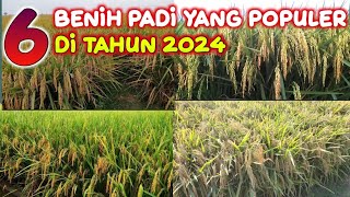 6 BENIH PADI YANG POPULER DITAHUN 2024 MENDATANG ‼️DENGAN POTENSI TINGGI [upl. by Ennair]