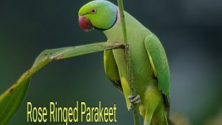 Rose Ringed Parakeet male [upl. by Dorren]