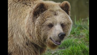 9 Bear Attacks That Are Bone Chilling [upl. by Valerie]