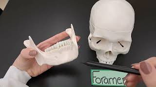 Bone Markings  Explained  Made SIMPLE [upl. by Inalak]