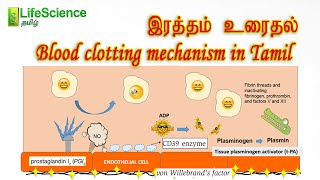 Blood clotting mechanism in Tamil  LIFESCIENCE TAMIL  TRB ZOOLOGY  TNSET  TNPSC  NEET [upl. by Kostman]