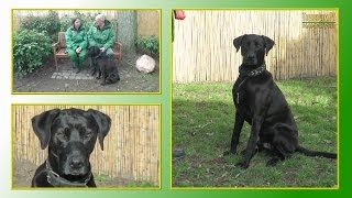 Hundevermittlung  FebruarMärz 2014 Tierheim Hannover TV [upl. by Elinad]