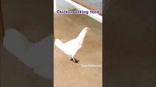 Chicken asking food 😋 in loud voice Chicken food hen petcare pets birds shorts viral reels [upl. by Elocaj]