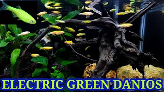 All About Electric Green Danio  Fluorescent Green Zebra Danios [upl. by Eenram]