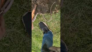 Metal detecting part 4 metaldetecting detectingfinds metaldetectingadventures shortvideo fyp [upl. by Assil340]