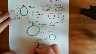 Clathrin Mediated Endocytosis and The Endocytic Pathway Part 6 [upl. by Silliw246]