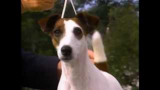 Smooth Fox Terrier  AKC Dog Breed Series [upl. by Nathan413]