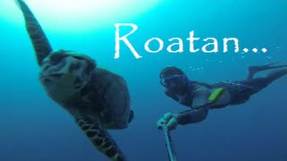 Roatan Diving 70 ft With a Turtle Without A Tank Amazing HD Video [upl. by Koerner]