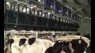 Rapid Release Dairy Milking Cows [upl. by Richer]