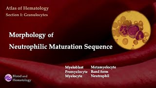 Morphology of Neutrophilic Maturation Sequence [upl. by Eedyah]