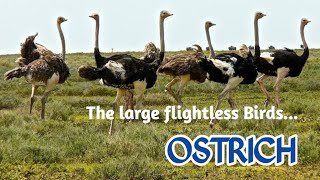 Ostrich  True Facts Ostrich  The Flightless Bird [upl. by Leventhal]