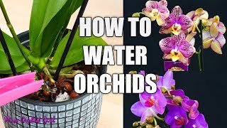 Orchid Care for Beginners  How to water Phalaenopsis Orchids [upl. by Ahsenac939]