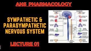 ANS Pharmacology  PSNS Vs SNS  Lecture 1  By Muneeb ur Rehaman [upl. by Dasie]