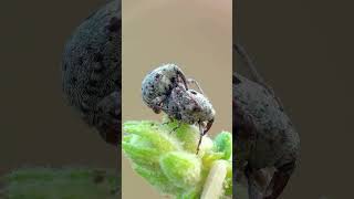 Top Entomologist Reveals Best Olive Weevil Control Techniques [upl. by Ecnerolf745]