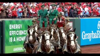 Budweiser Clydesdales circle field on 2024 Opening Day at Busch Stadium [upl. by Akienahs419]