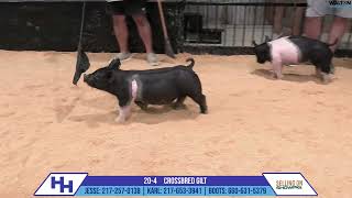 204 CROSSBRED GILT  Heimer Hampshires Sept 23 2024 Sale [upl. by Tatum]