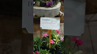 Dianthus  the beautiful ideal flower plant for your garden [upl. by Adabelle]