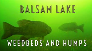 Weedbeds and Humps of Balsam Lake  underwater [upl. by Alledi403]