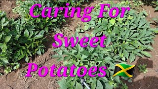 Caring for Sweet Potatoes fruitsfidiyutes gardening diy fyp plantingsweetpotatoes viralvideo [upl. by Anitnahs]