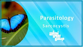 L1 part3  Parasite affecting muscle sarcocystis  Para [upl. by Winne230]