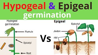 Epigeal and Hypogeal types of germination [upl. by Eiznikcm]