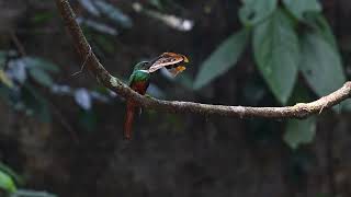 Rufoustailed Jacamar struggles with butterfly catch [upl. by Crofoot]