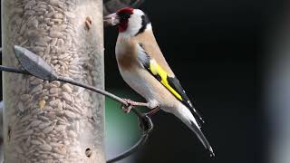 Goldfinch enjoying the sunflower hearts in the garden [upl. by Akinahs]