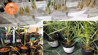 How to Grow a Palm 🌴 Tree From Seeds  Palm Tree Seedling Process 2024  Date Palm Development Unit [upl. by Fulvi461]