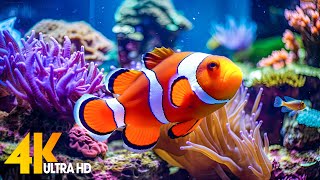 Aquarium 4K VIDEO ULTRA HD 🐠 Beautiful Coral Reef Fish  Relaxing Sleep Meditation Music 49 [upl. by Irot]