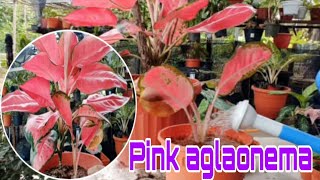 pink aglaonema aglaonema plant care tips [upl. by Dodie]