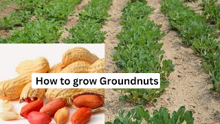 Groundnut Farming  How to grow groundnuts [upl. by Christoffer]