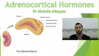 Adrenocortical hormone Physiology محاضرة الجزء الاول [upl. by Atiuqahc925]