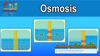 ÓSMOSIS  Ósmosis fisiología  Ósmosis celular  Ósmosis animación [upl. by Danforth]