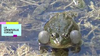 CRI DE LA GRENOUILLE🐸 LA GRENOUILLE COASSE🐸 [upl. by Namra862]