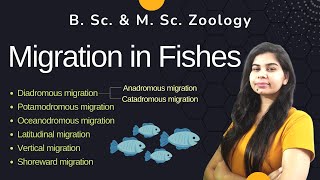 Migration in Fishes  Types of fish migration  II B Sc amp M Sc II Zoology [upl. by Ytram]