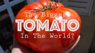 The biggest TOMATO in the world [upl. by Karissa]