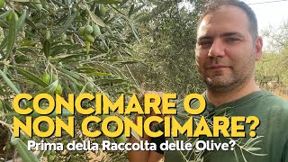 Concimare o Non Concimare prima della Raccolta delle Olive [upl. by Ophelie643]