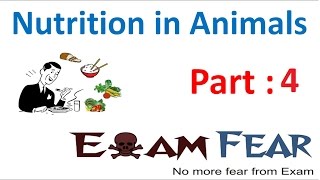 Biology Nutrition in Animals Part 4 Nutrition in Amoeba Class 7 VII [upl. by Giardap70]