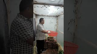 When he returned home a year later hundreds of lizards were found in the house shortvideo [upl. by Florine]