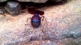 Mountain Katydid Hugh Johnson [upl. by Anirbac667]