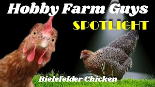 HFG Farm Animal Spotlight Bielefelder Chicken [upl. by Magda]