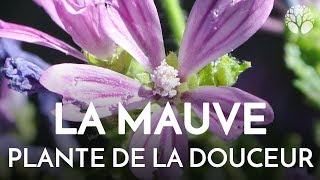 La mauve Malva plante sauvage comestible et régénératrice de la peau [upl. by Magna]