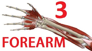 Forearm Anatomy 33  Flexor Anterior Compartment [upl. by Nyleahs]