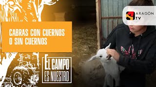 Cómo saber si te están poniendo los cuernos 23 [upl. by Ees]