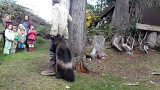 Krochels Wildlife Park  Haines Alaska  Unedited Wolverine Attacks Tour Guide [upl. by Lebiralc]