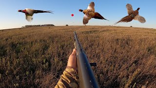 Pheasant Hunting Opening Day in South Dakota CATCH CLEAN COOK [upl. by Rumit]