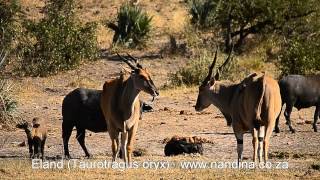 Eland at Klopperfontein waterhole Kruger Park [upl. by Krause]