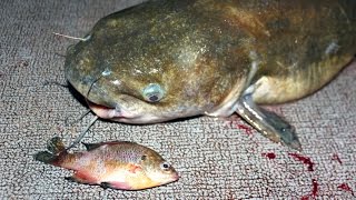 How to catch catfish with bluegill  fishing for catfish with bluegill [upl. by Ellenyl]