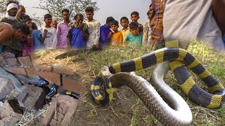 The cobra is no competition for this snake… The taipan is the most ferocious snake in the world [upl. by Perkin499]